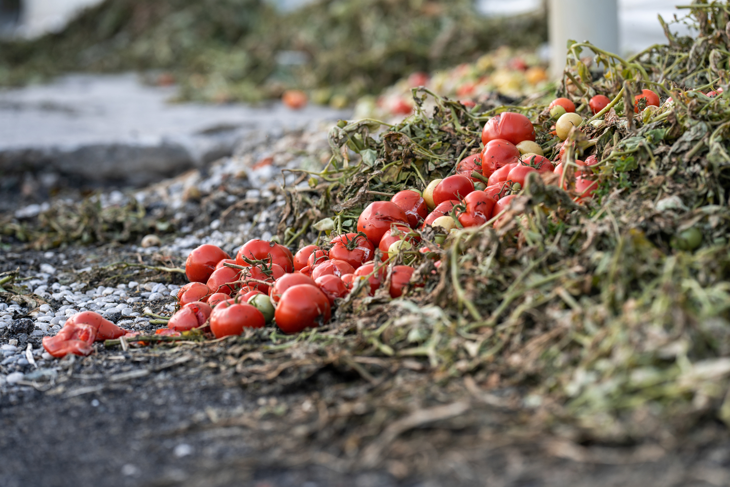 Rotten tomatoes dump, food waste.